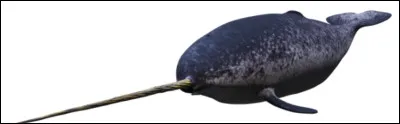 Quel est le nom de ce c&eacute;tac&eacute; unique en son genre dont une canine forme une corne de d&eacute;fense de 3 m environ ?