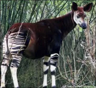 Quel est le nom de ce mammif&egrave;re ruminant giraffid&eacute;, unique esp&egrave;ce du genre ?