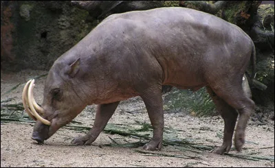 Quel est le nom de ce porc sauvage, une esp&egrave;ce unique caract&eacute;ris&eacute;e par de longues canines incurv&eacute;es ?