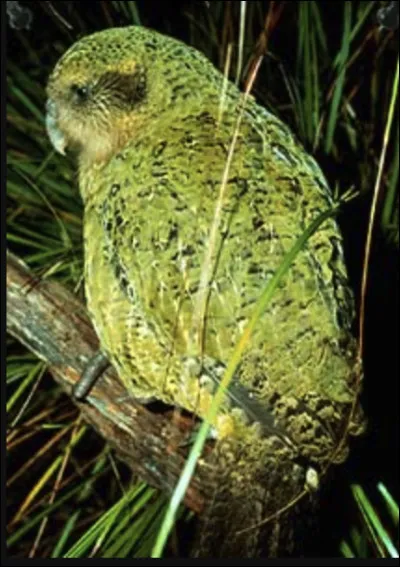 Quel est le nom de cet oiseau, une esp&egrave;ce nocturne unique de par sa morphologie et par le fait qu'il est le seul perroquet non volant au monde ?