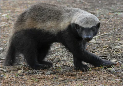 Quel est le nom de ce f&eacute;roce mammif&egrave;re carnivore d'Afrique, unique must&eacute;lid&eacute; membre du genre mellivore (mangeur de miel) ?