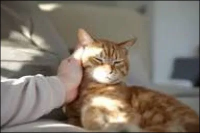 Pour commencer, aimes-tu les animaux ?