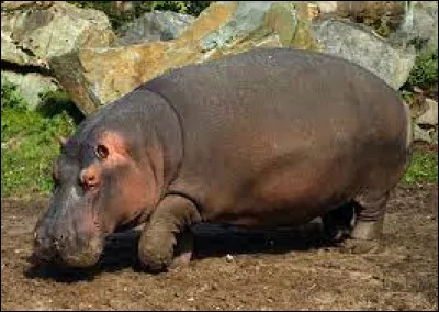 Quel est le nom de ce grand herbivore ?