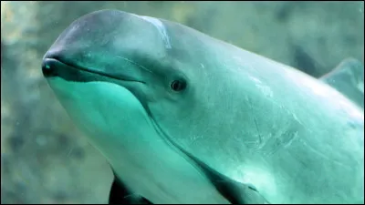 Quel est le nom de ce c&eacute;tac&eacute; ?