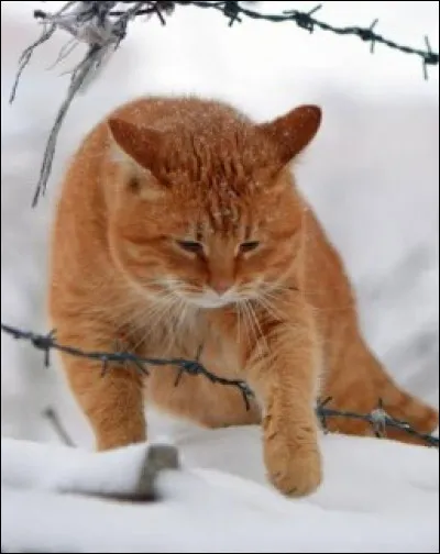 Aimes-tu les promenades ?