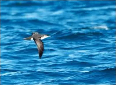 O&ugrave; est le macareux dans les photos ci-desous ?