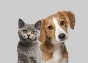 Quiz Chien, chat ou les deux ?