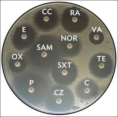 Qui a d&eacute;couvert la p&eacute;nicilline ?