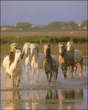 La Camargue se trouve ?