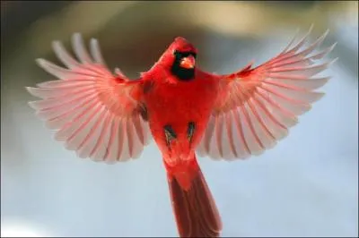 Mammifre ou oiseau ?