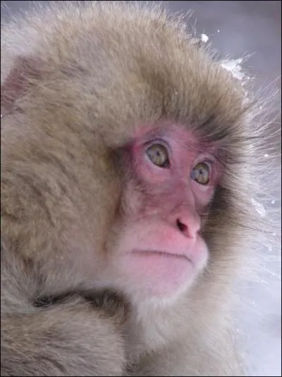 Mammifre ou oiseau ?