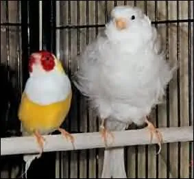 Mammifre ou oiseau ?