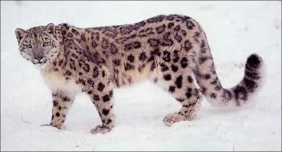 Mammifre ou oiseau ?