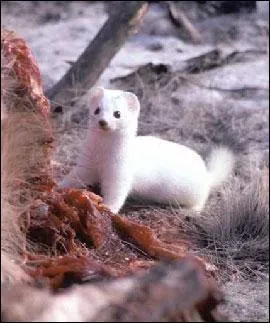 Mammifre ou oiseau ?