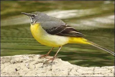 Mammifre ou oiseau ?