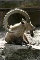 Mammifre ou oiseau ?