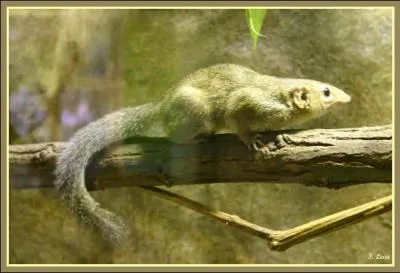 Mammifre ou oiseau ?