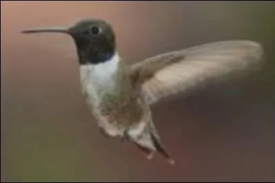 Mammifre ou oiseau ?