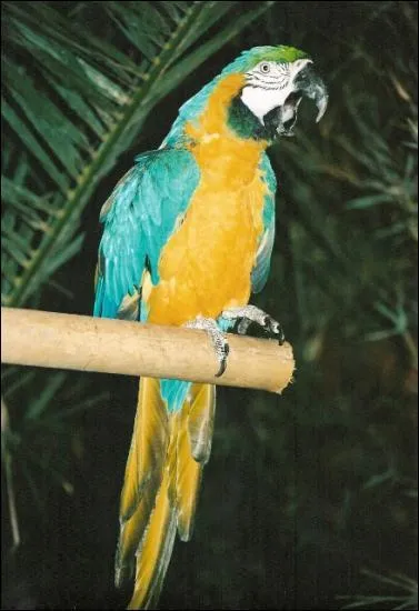 Mammifre ou oiseau ?