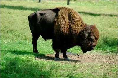 Mammifre ou oiseau ?