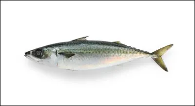 Quel est le nom de cet animal ?