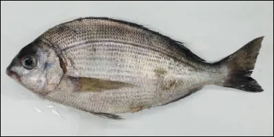 Quel est le nom de ce poisson ?
