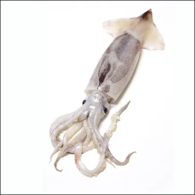 Quel est le nom de cet animal ?