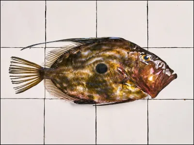 Quel est le nom de ce poisson ?