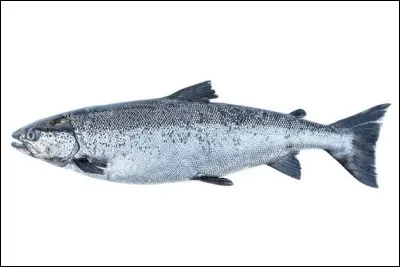 Quel est le nom de cet animal ?