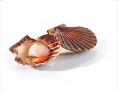 Quel est le nom de ce fruit de mer ?