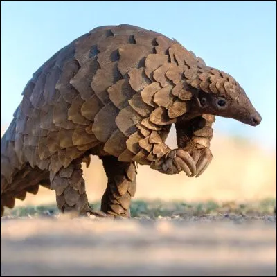 Quelle structure biog&eacute;nique, qui fait le bonheur des pangolins, peut atteindre 8 m&egrave;tres de haut ?