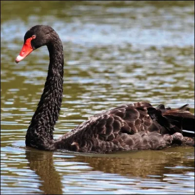 Quelle actrice joue le r&ocirc;le de la reine Anne Boleyn dans le film "Deux s�urs pour un roi" ?