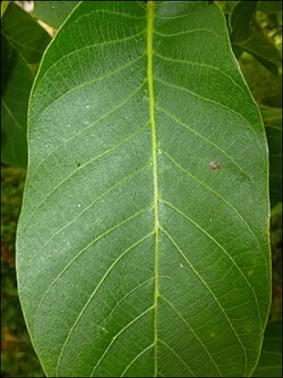 Dans le recueil de nouvelles de Nicolas Gogol, les soir&eacute;es du hameau, il y a une nuit de mai. Quel est son sous-titre ?