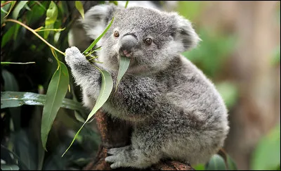 De quoi le koala se nourrit-il exclusivement ?