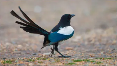 Quel est le cri de la pie ?