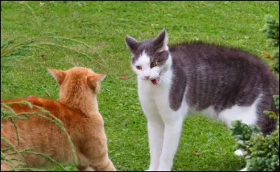 C�est ta premi&egrave;re bataille en temps que guerrier, quelle est ta technique martiale pr&eacute;f&eacute;r&eacute;e ?
