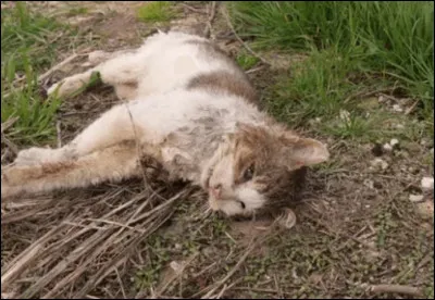 Finalement, comment voudrais-tu mourir ?