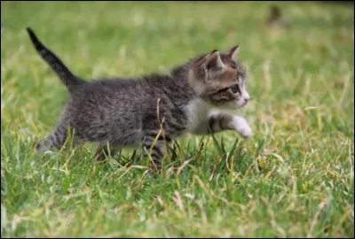 Si tu retrouves un chaton d�un autre clan sur ta fronti&egrave;re, que fais-tu ?