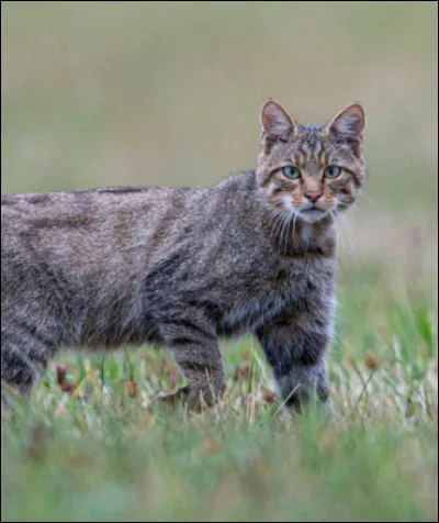 Petit Poussin et Petite Avalanche, tes s�urs, te proposent d�explorer le camp, que leur dis-tu ?