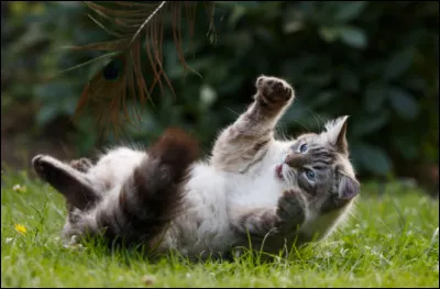 Tu les as suivis et vous vous &ecirc;tes fait prendre par votre chef, que dis-tu ?