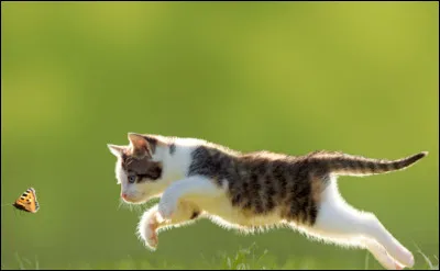 Qui est ton mentor ?