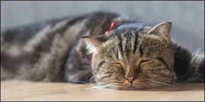 Ton p&egrave;re, Poil de Z&egrave;bre, d&eacute;c&egrave;de dans une bataille contre le clan voisin, que fais-tu ?