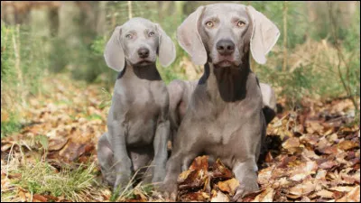 Quelle race de chien de chasse &agrave; poil ras porte le m&ecirc;me nom qu'un peintre fran&ccedil;ais ?