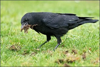 Lorsqu'on b&acirc;ille en r&eacute;vassant, quelle est l'expression appropri&eacute;e ?