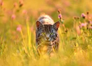 Quiz La famille d'Arbre dans ''LGDC'' !