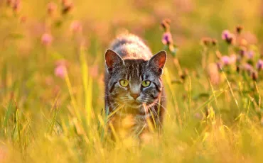 Quiz Litt�rature, po�sie