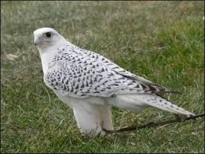 Quel est le nom de ce faucon ?