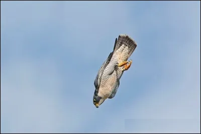 Quel est ce faucon qui peut atteindre plus de 300 km/h en piqu&eacute; ?