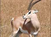 Quiz Ab�c�daire avec la lettre G