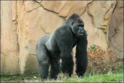 Quel est le nom de cet animal ?